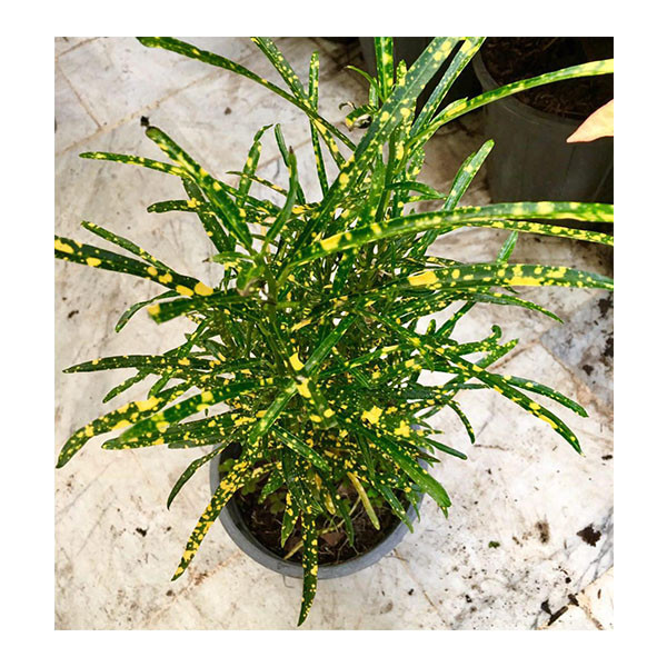 گیاه طبیعی آکوبا مدل A04
