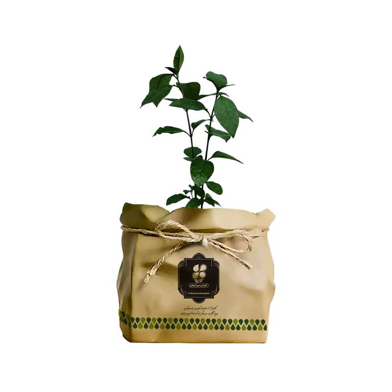 گیاه طبیعی برگ قهوه پسودا شرکت گلباران سبز گیلان مدل BGHPK
