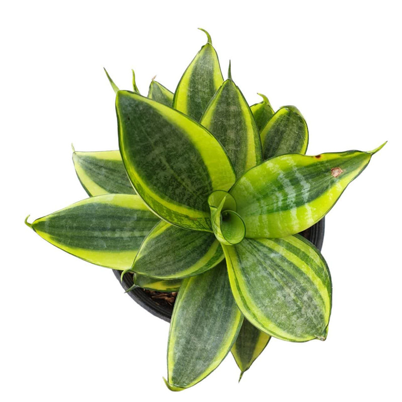 گیاه طبیعی سانسوریا هانی گلد کد 165 گیاه طبیعی سانسوریا هانی گلد کد 165