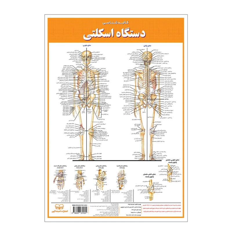 پوستر آموزشی انتشارات اندیشه کهن مدل کالبدشناسی دستگاه اسکلتی کد 35-50