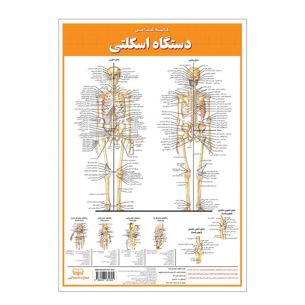 پوستر آموزشی انتشارات اندیشه کهن مدل کالبدشناسی دستگاه اسکلتی کد 35-50