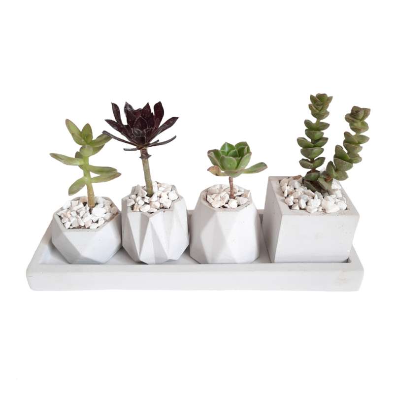 گیاه طبیعی کاکتوس و ساکولنت کد 003 مجموعه 5 عددی