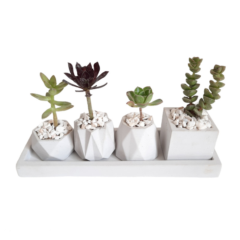 گیاه طبیعی کاکتوس و ساکولنت کد 003 مجموعه 5 عددی