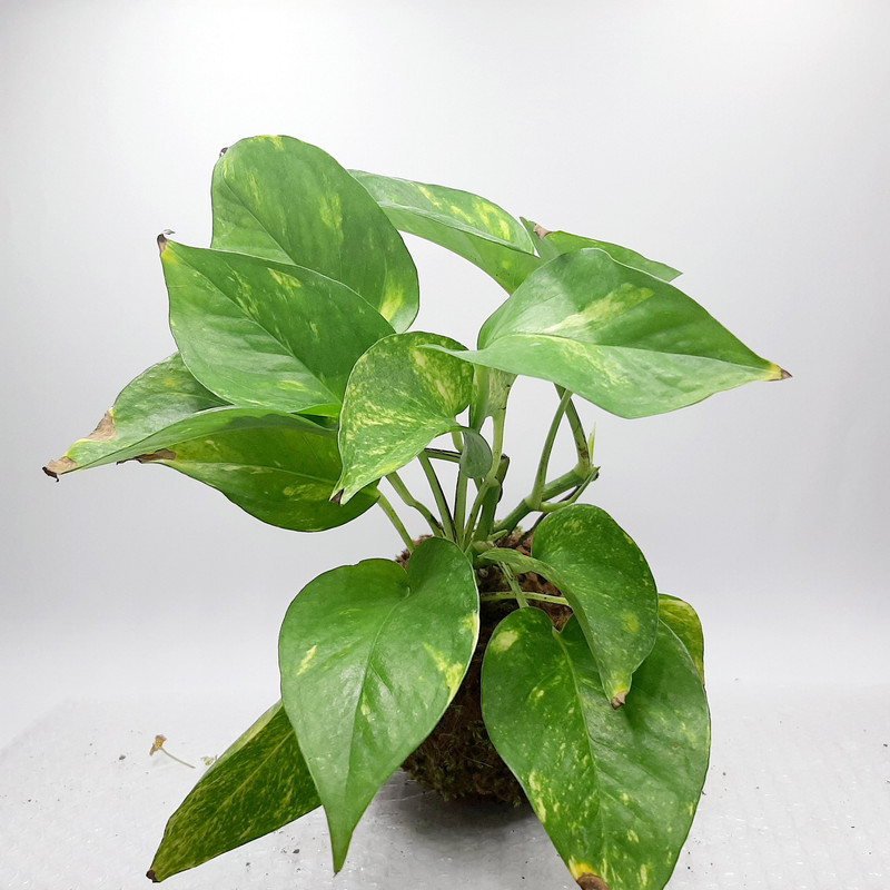 گیاه طبیعی پتوس کد KDPT گیاه طبیعی پتوس کد KDPT