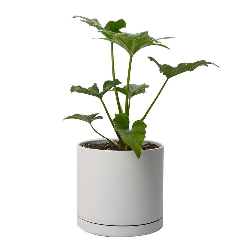 گیاه طبیعی برگ انجیری سلوم کد 10731/2202 گیاه طبیعی برگ انجیری سلوم کد 10731/2202