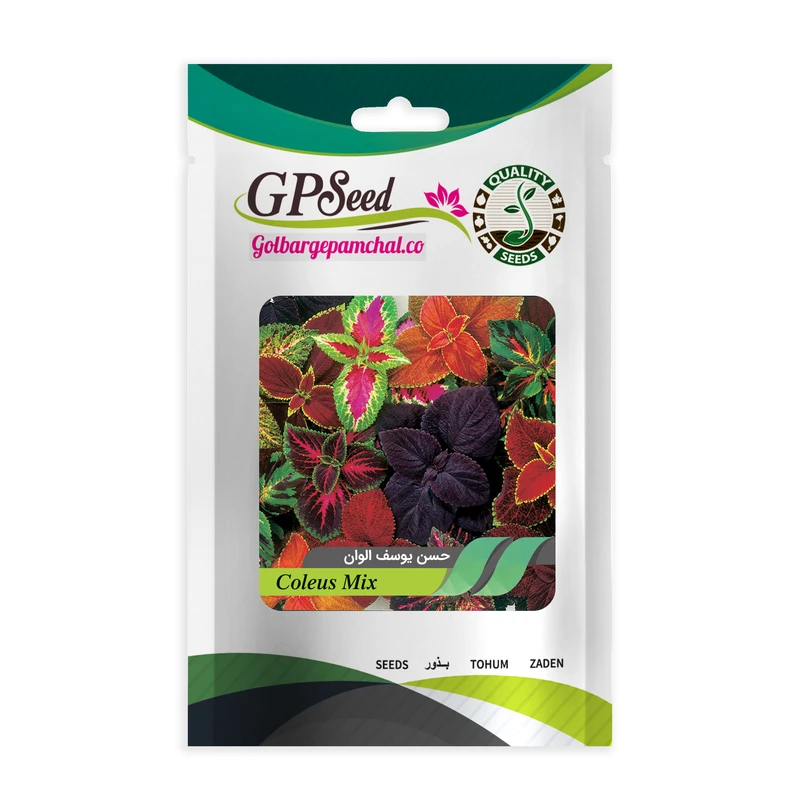 بذر گل حسن یوسف گلدانی گلبرگ پامچال کد GPF-100