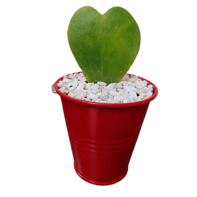 گیاه طبیعی هویا قلبی مدل F-31