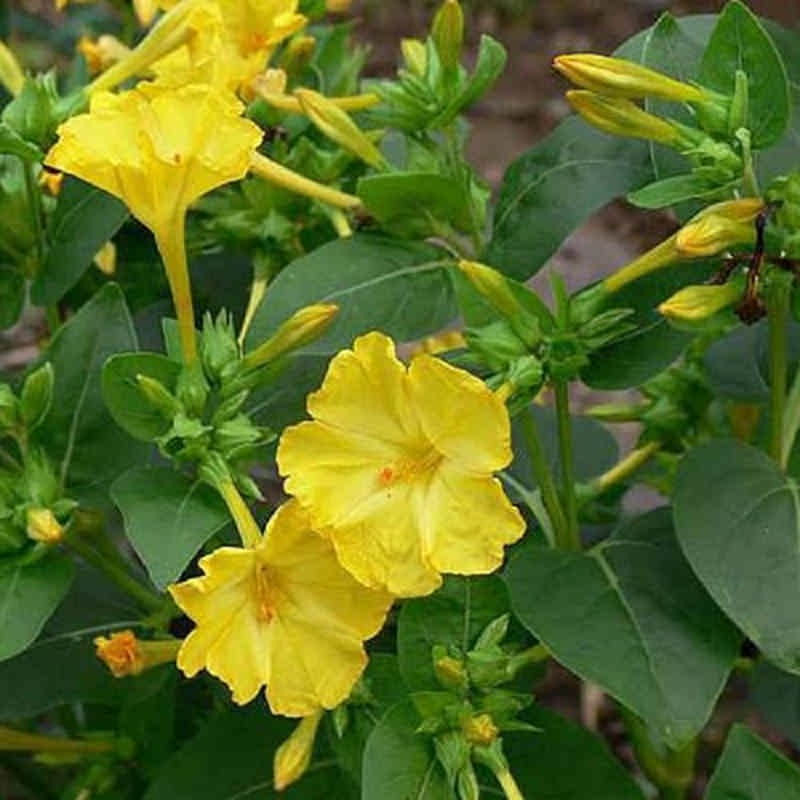 بذر گل لاله عباسی زرد جی پی سید مدل GP557 بذر گل لاله عباسی زرد جی پی سید مدل GP557