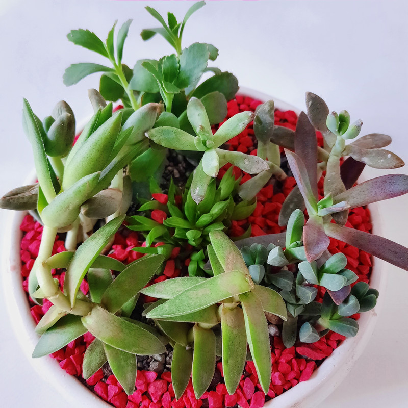 گیاه طبیعی مدل دیش گاردن ساکولنت کد 005