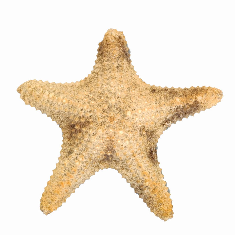 ستاره دریایی تزیینی مدل d8