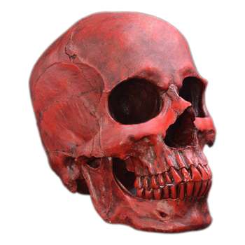مجسمه مدل جمجمه انسان طرح Skull-big کد 13