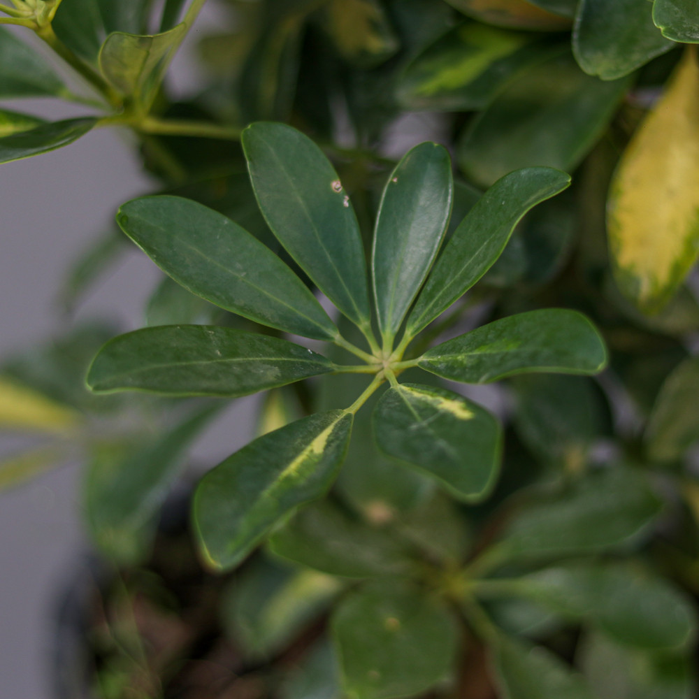 گیاه طبیعی شفلرا مدل 01 گیاه طبیعی شفلرا مدل 01