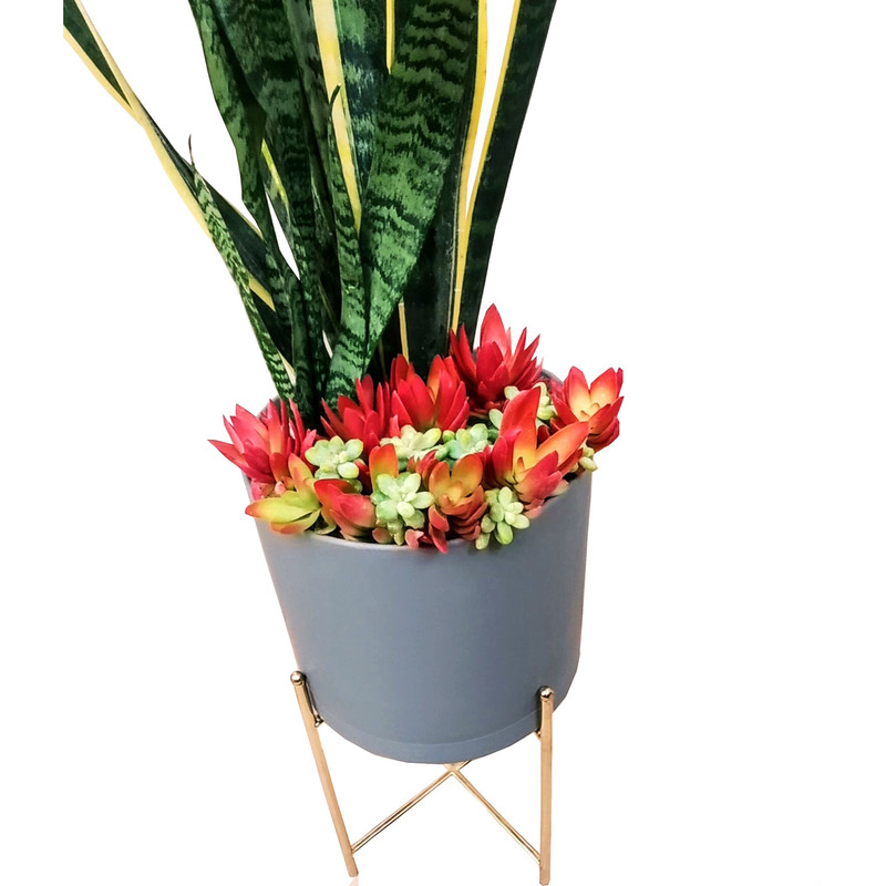 گیاه طبیعی سانسوریا مدل A-19 گیاه طبیعی سانسوریا مدل A-19