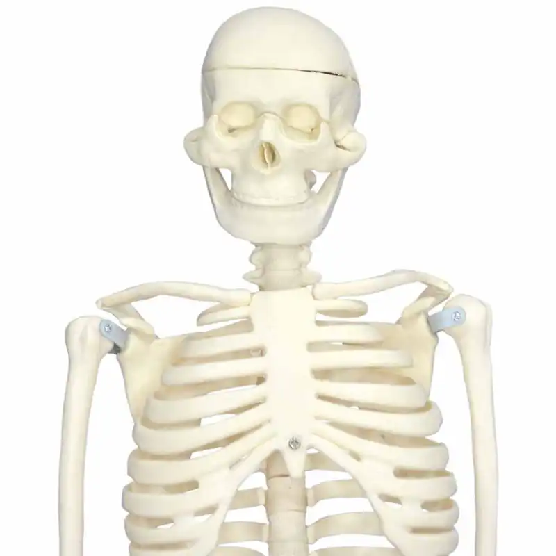 بازی آموزشی مولاژ اسکلت بدن انسان مدل Skeleton85