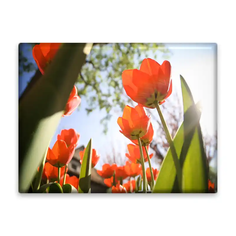 کاشی اطلس آبی طرح گل لاله مدل T1133