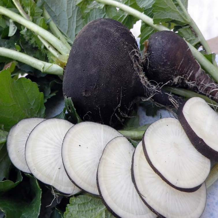 بذر ترب سیاه گرد وانیا سید مدل T18