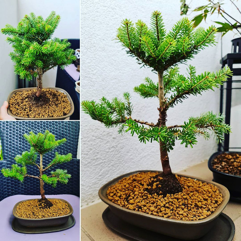 بذر بنسای کاج کورینا وانیا سید مدل T22 مجموعه 3 عددی