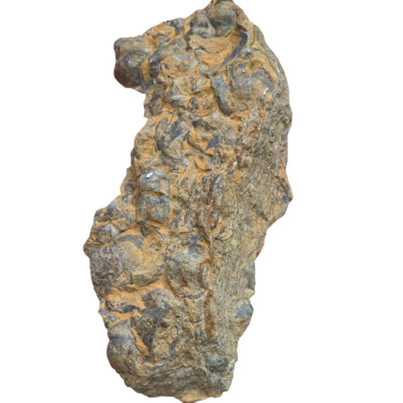 سنگ راف مدل سنگ فسیل کد 082