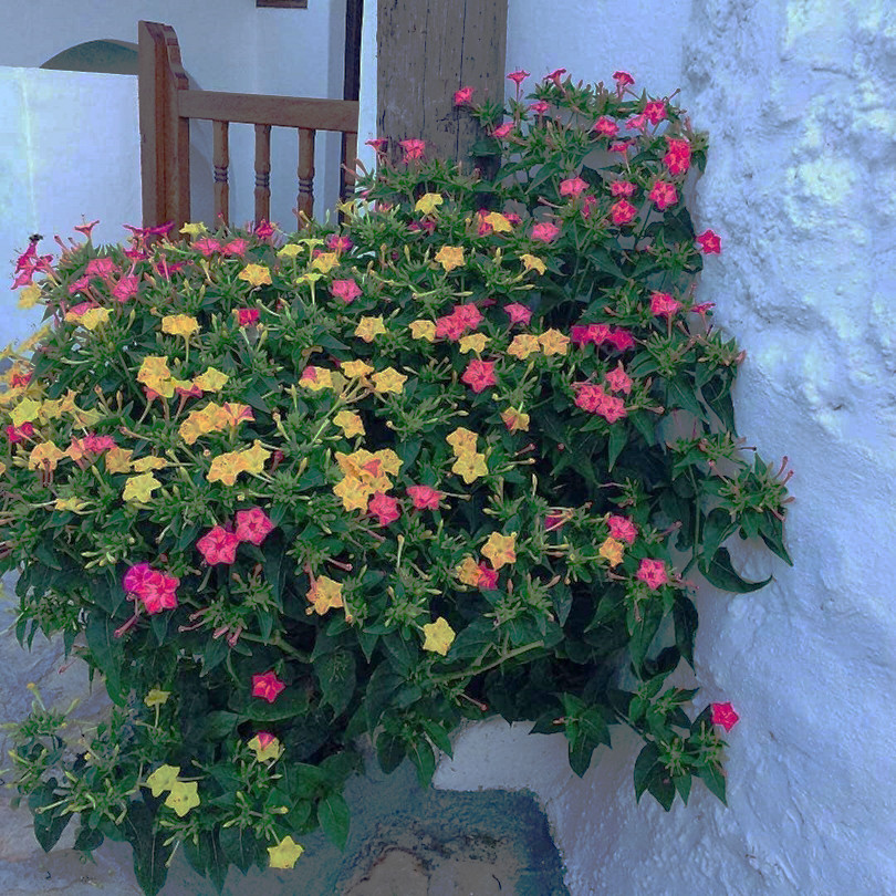 بذر گل لاله عباسی پابلند الوان وانیا سید مدل O184 بذر گل لاله عباسی پابلند الوان وانیا سید مدل O184