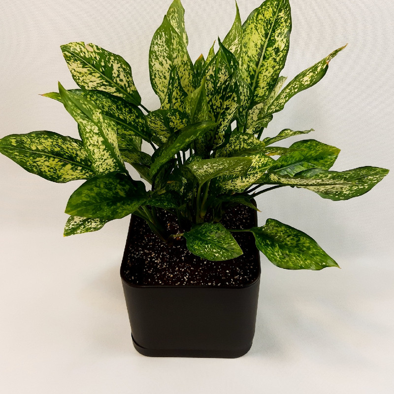 گیاه طبیعی آگلونما کد AG1