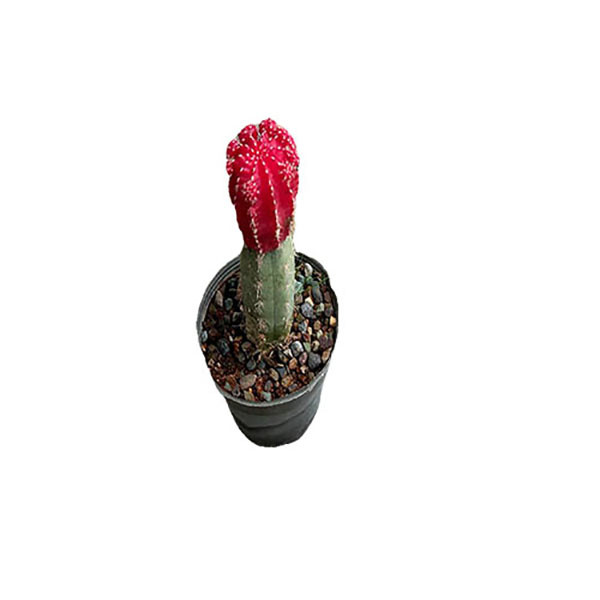 گیاه طبیعی کاکتوس ژیمنو میهانویچی رنگی مدل 3D