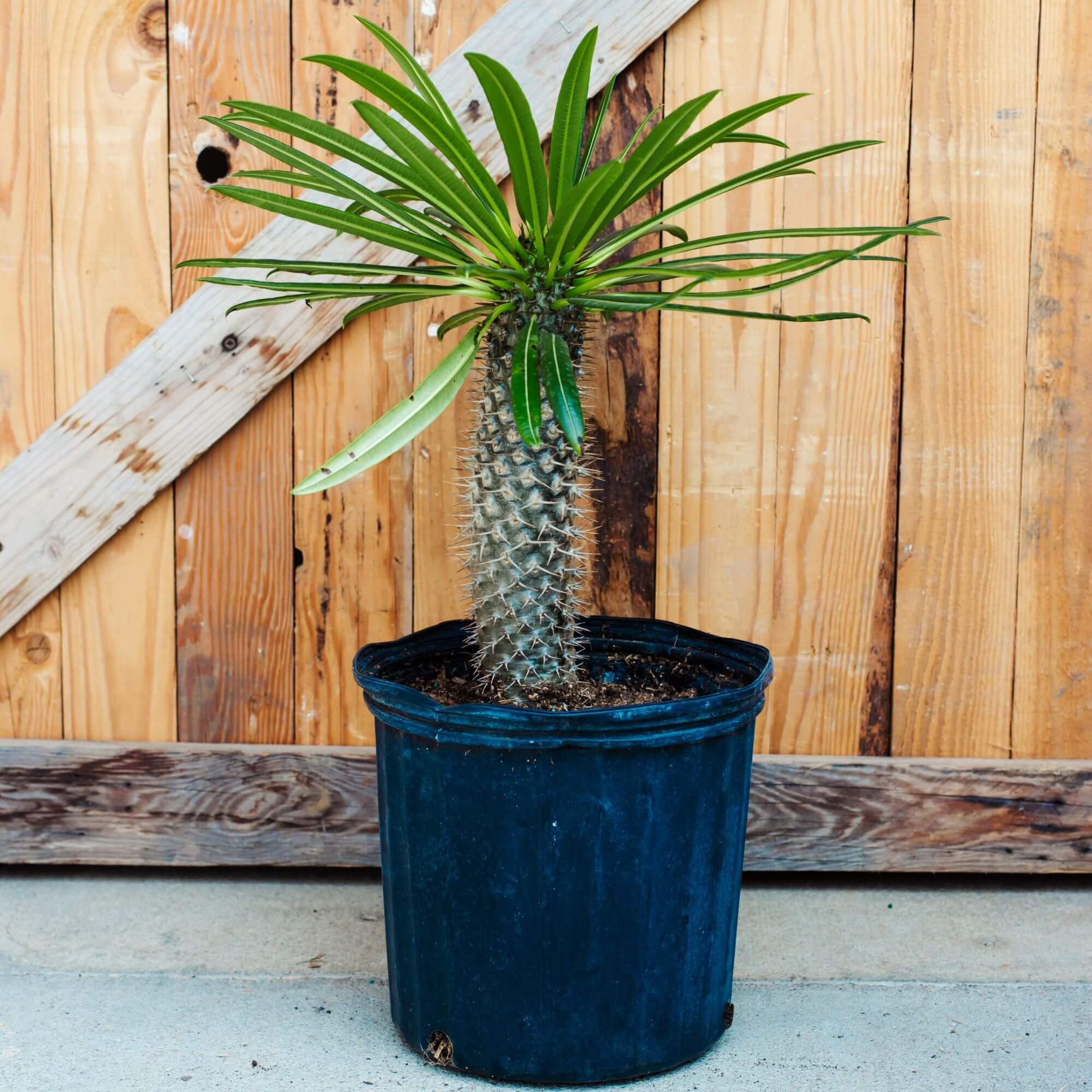 بذر نخل ماداگاسکار سانیا سید مدل S123