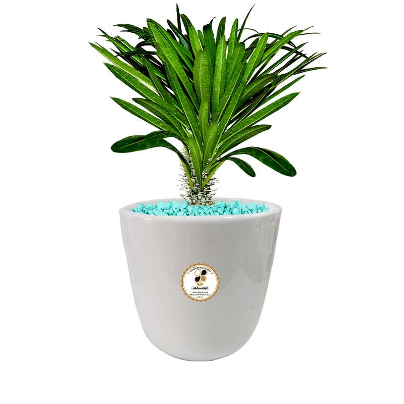 گیاه طبیعی نخل ماداگاسکار شرکت گلباران سبز گیلان مدل GN12-19S