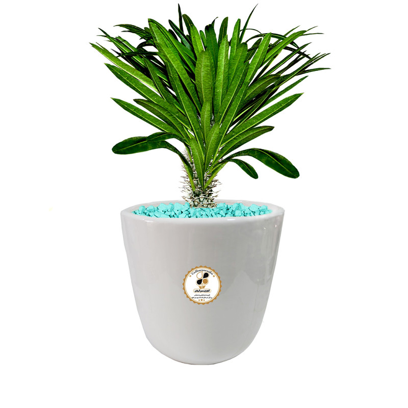 گیاه طبیعی نخل ماداگاسکار شرکت گلباران سبز گیلان مدل GN12-19S