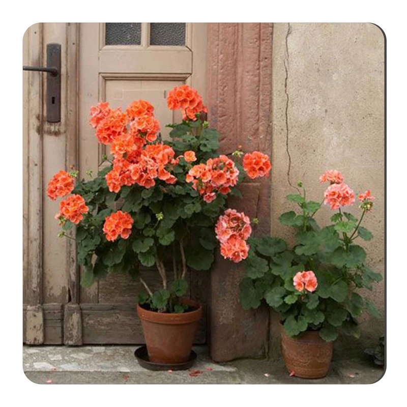  مگنت طرح گلدان های گل کد wmg544