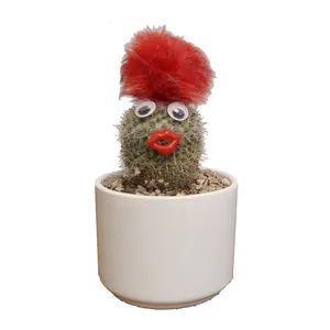 گیاه طبیعی کاکتوس مدل عروسکی کد 30