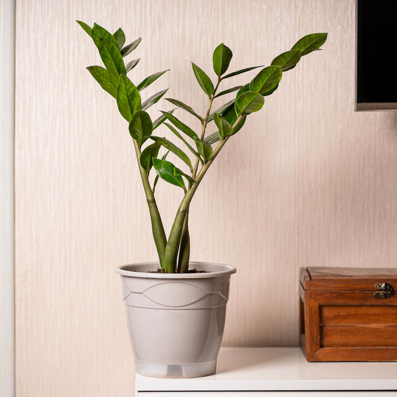 گیاه طبیعی زاموفیلیا مدل گلپونه گیاه طبیعی زاموفیلیا مدل گلپونه