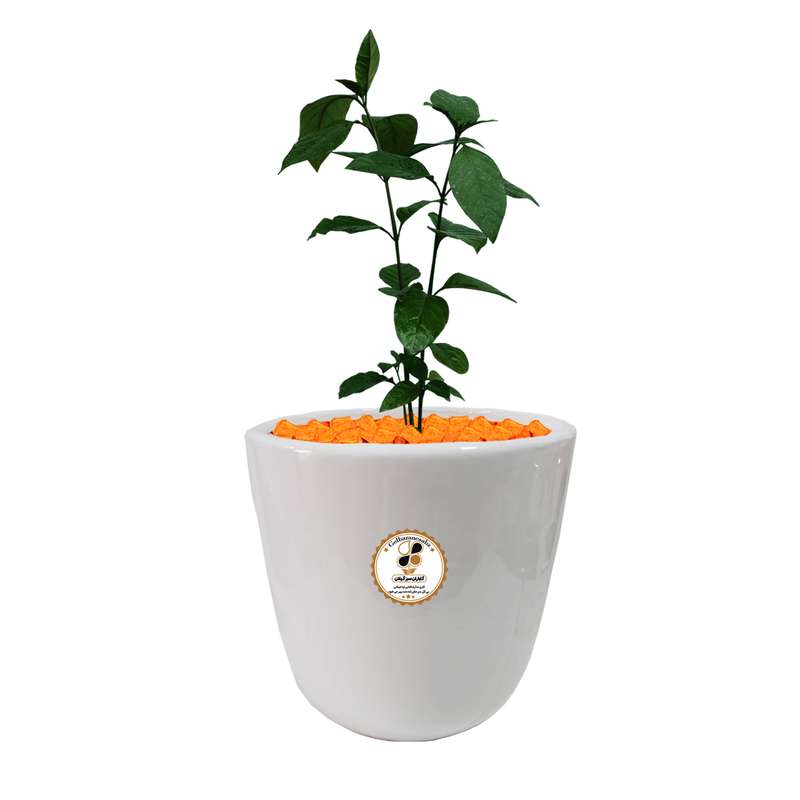 گیاه طبیعی برگ قهوه پسودا شرکت گلباران سبز گیلان مدل BGHP-L
