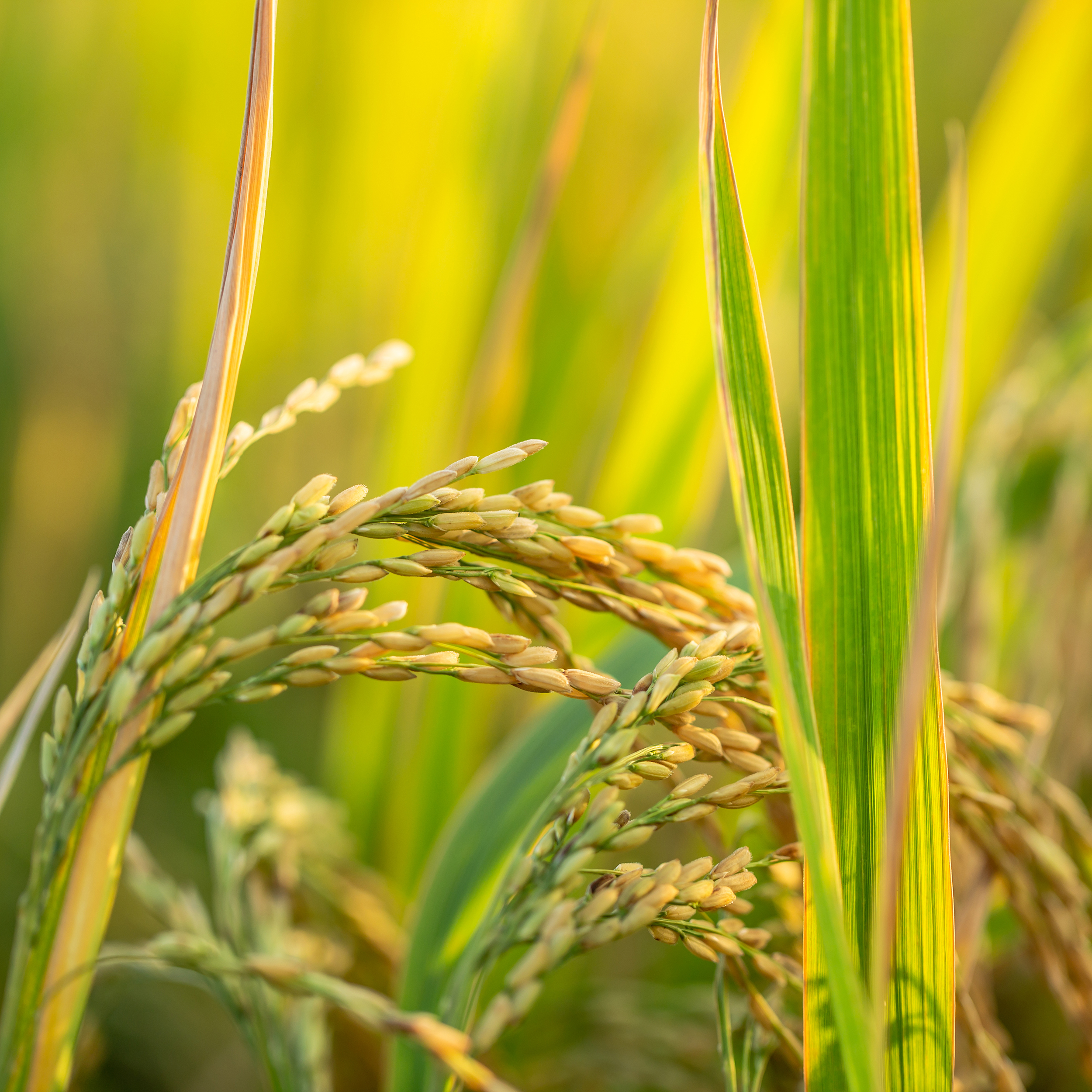 برنج ایرانی اصیل هاشمی ممتاز گیلان - 5 کیلوگرم