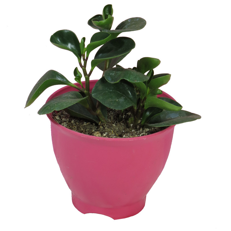 گیاه طبیعی قاشقی کد09- AS