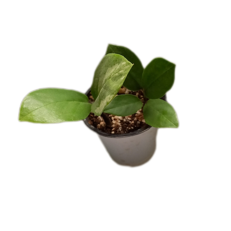 گیاه طبیعی زاموفیلیا ابلق کد 022