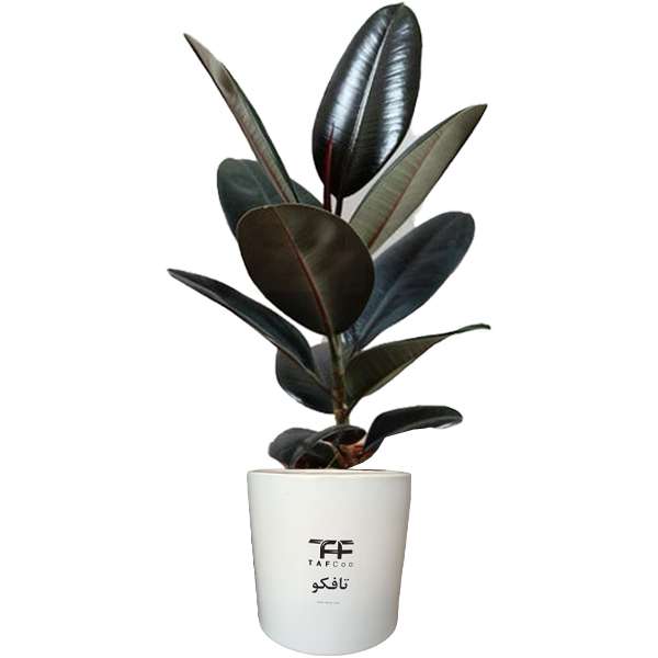 گل طبیعی فیکوس بلک  تافکو کد 1402