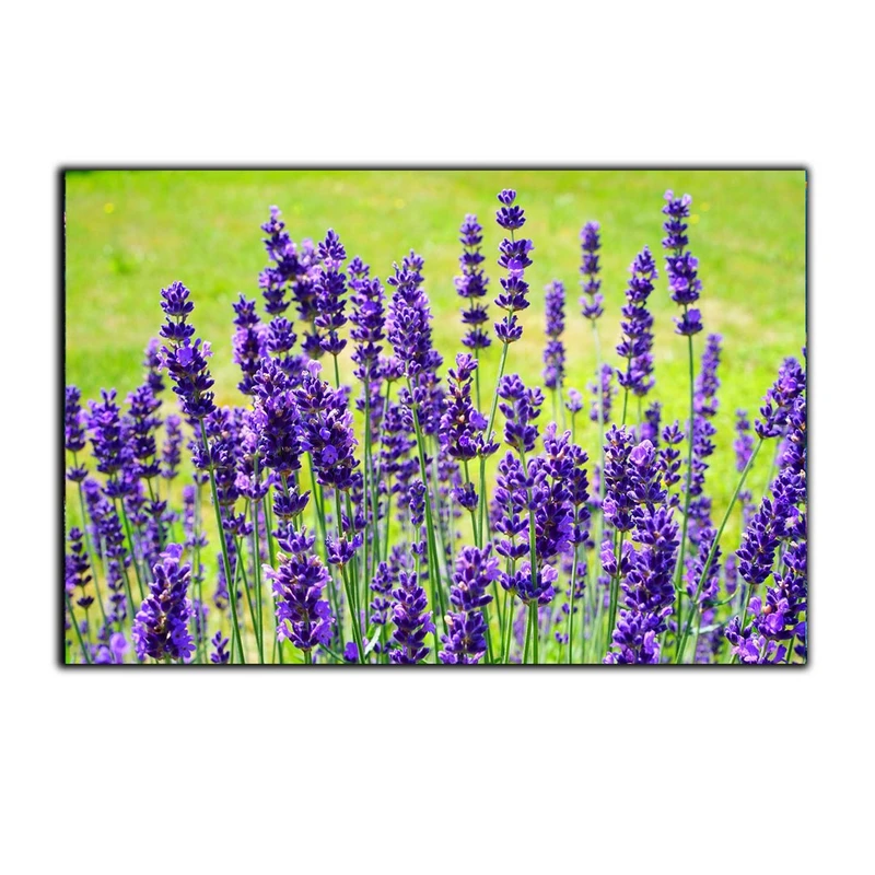 تابلو شاسی بکلیت طرح طبیعت گل بهاری اسطوخودوس مدل SH-S3001