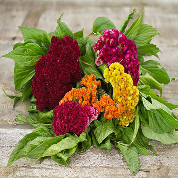 بذر گل تاج خروس چتری پابلند الوان وانیا سید مدل O77