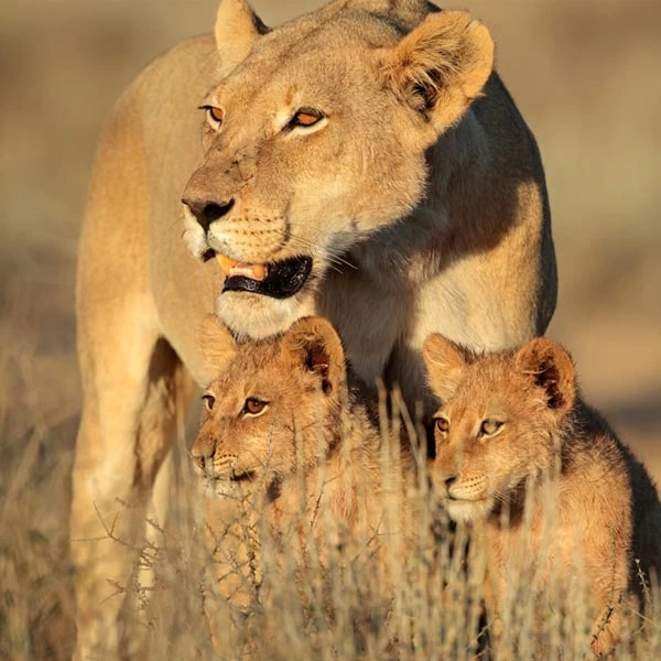 عکس شماره 6 : مستند حیات وحش خاندان ها (سلسله) اثر رویز توماس