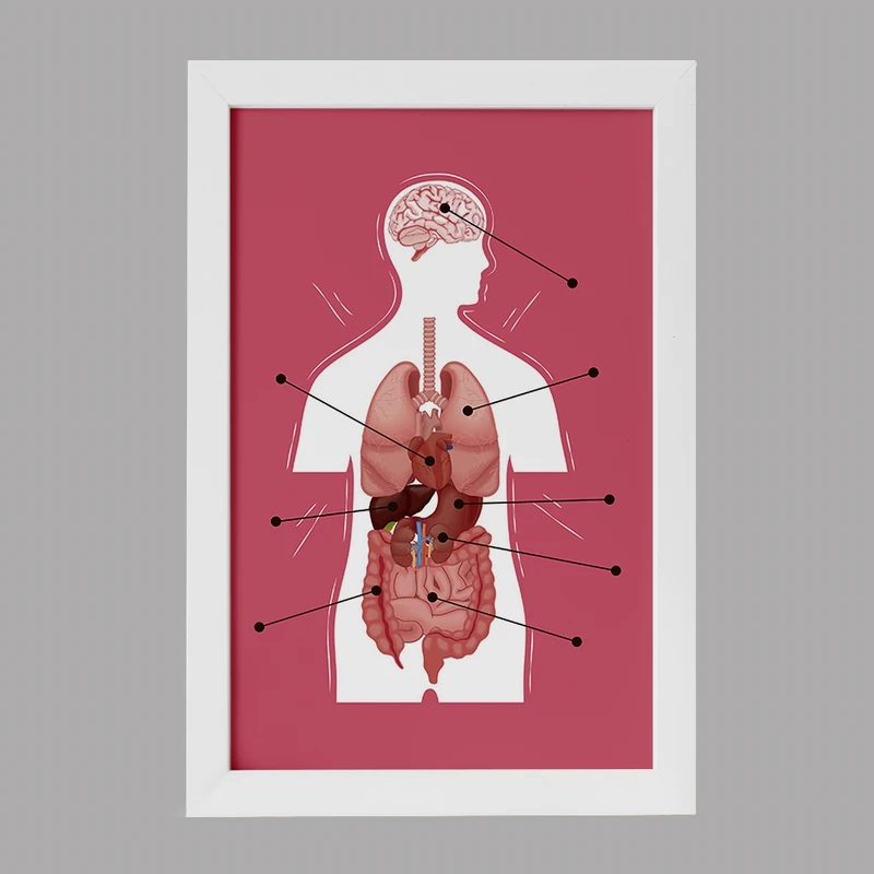 تابلو خندالو مدل ماکت بدن انسان کد F1703
