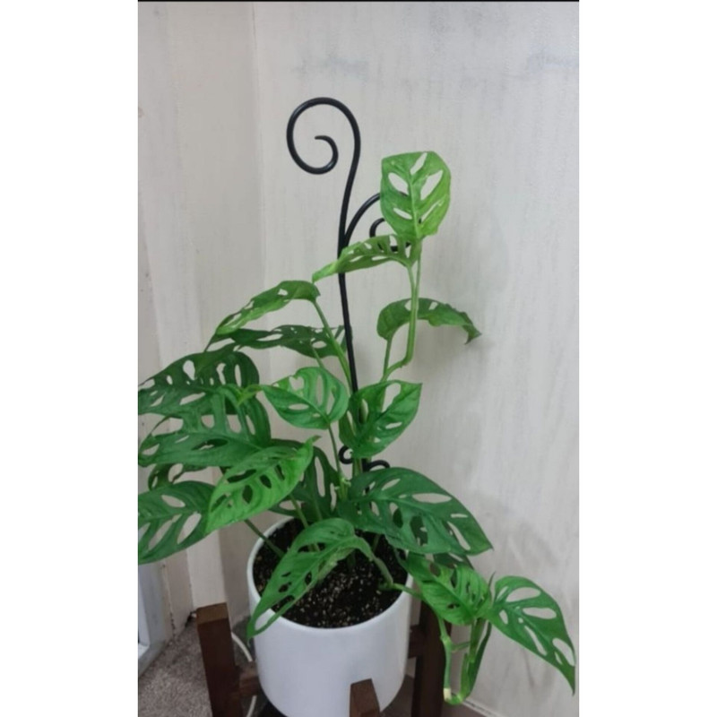 نگهدارنده گیاه مدل a3 بسته سه عددی