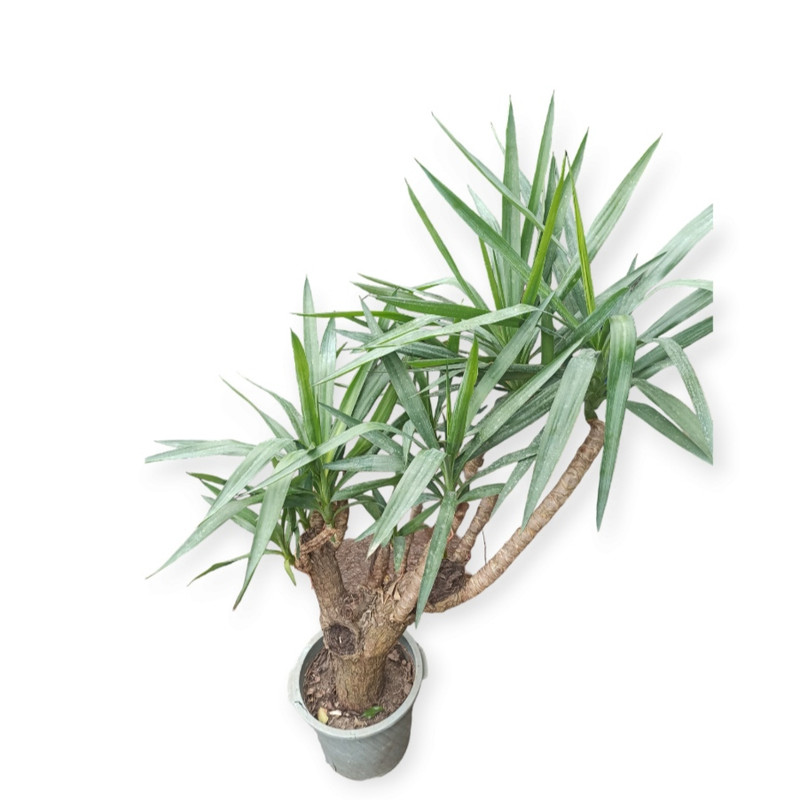 گیاه طبیعی یوکا مدل چند شاخه کد A66