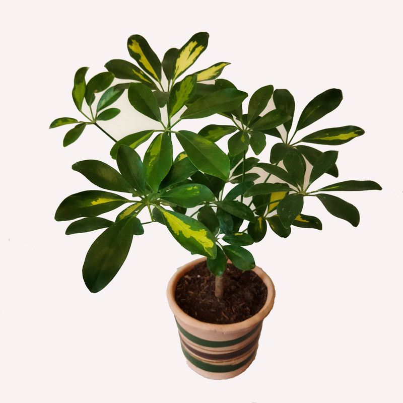 گیاه طبیعی شفلرا کد pg_18