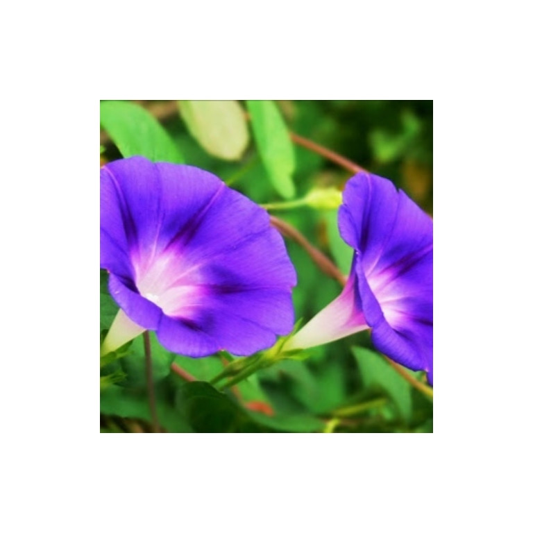 بذر گل نیلوفر رونده گل درشت مدل الوان