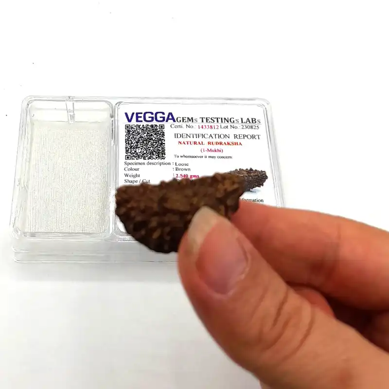 مهره رودراکشا مدل 1 موکی2