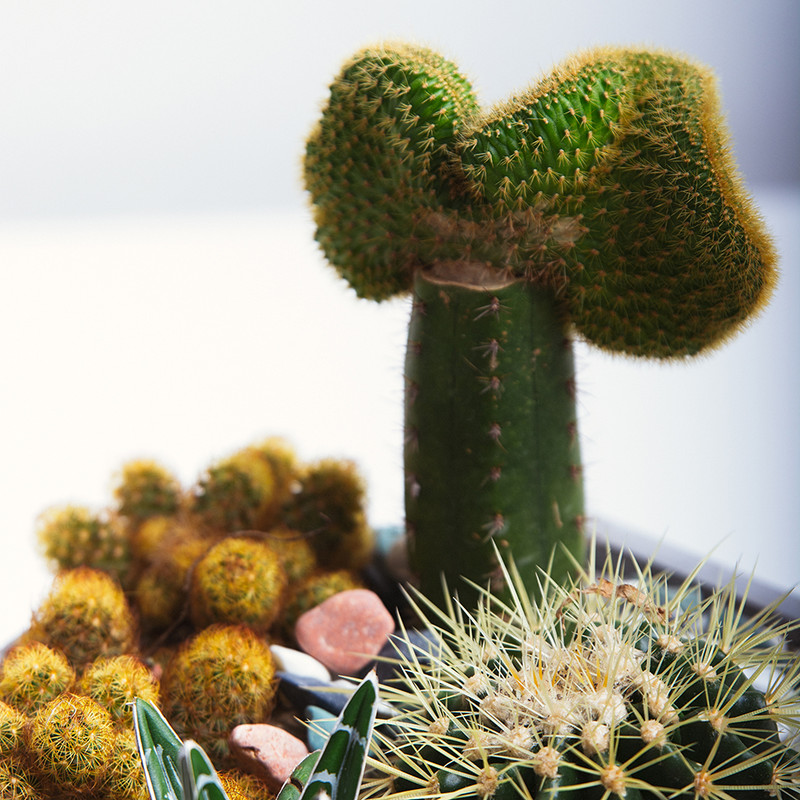 گیاه طبیعی کاکتوس بنیس فلاور مدل P-34 مجموعه 5 عددی گیاه طبیعی کاکتوس بنیس فلاور مدل P-34 مجموعه 5 عددی