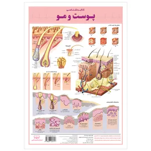 پوستر آموزشی انتشارات اندیشه کهن مدل آناتومی کالبدشناسی پوست و مو