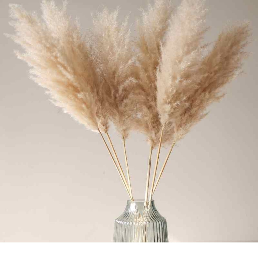 دکوری مدل گل خشک پامپاس بسته 6 عددی