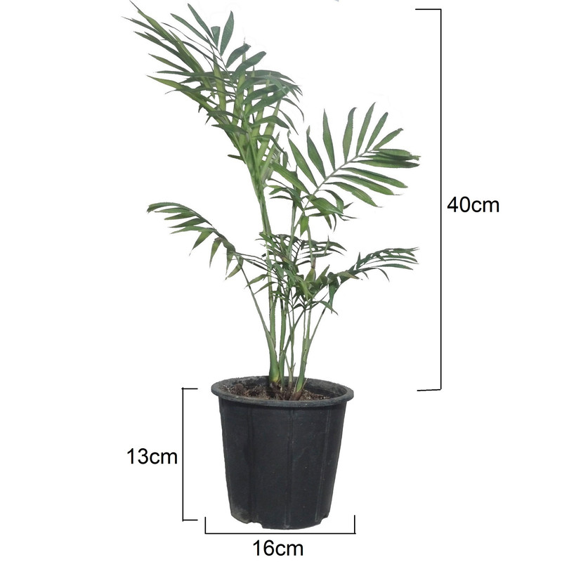 گیاه طبیعی نخل شامادورا کد 112