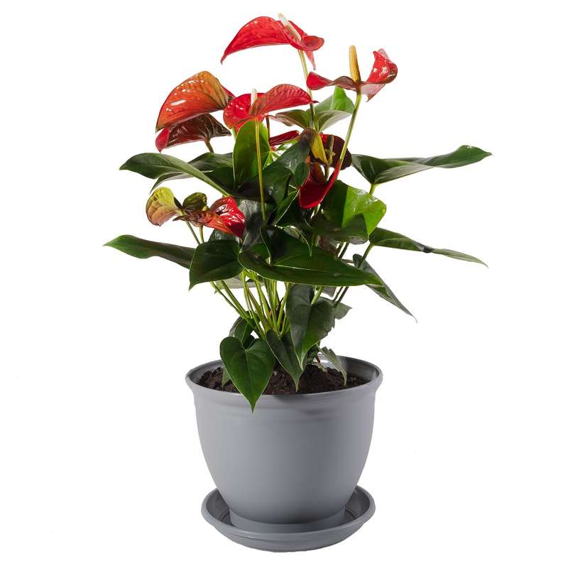 گیاه طبیعی آنتوریوم قرمز مدل P-11